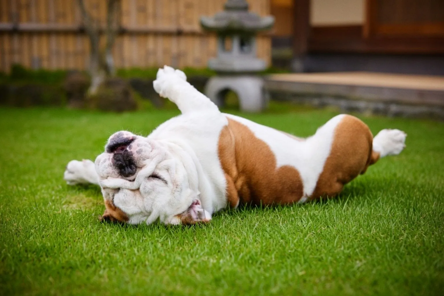 Fleas on Dogs: Symptoms, Treatments, and Prevention