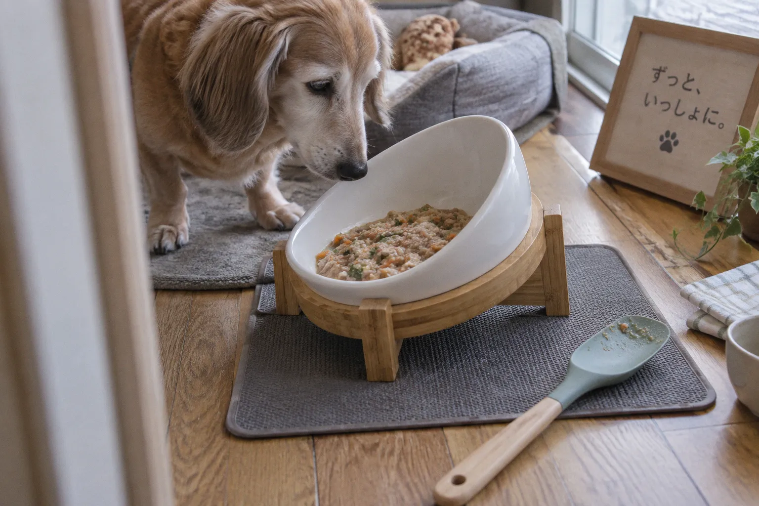老犬の食事介助計画｜誤嚥を防ぐ姿勢づくりと介助食器の活用手順