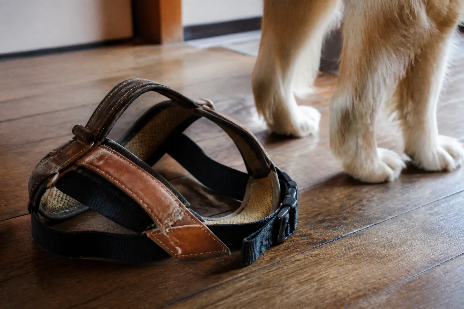 犬の歩行補助ハーネスの選び方｜症状・筋力低下に合わせた判断基準