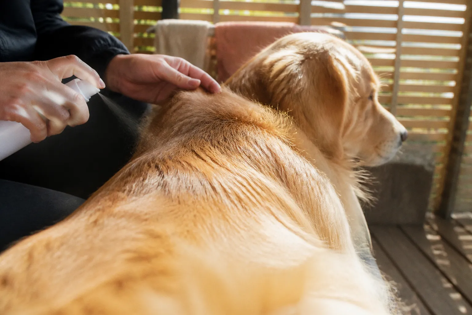 犬の乾燥肌は保湿ケアでどう変わる？フケ・かゆみの改善メカニズム