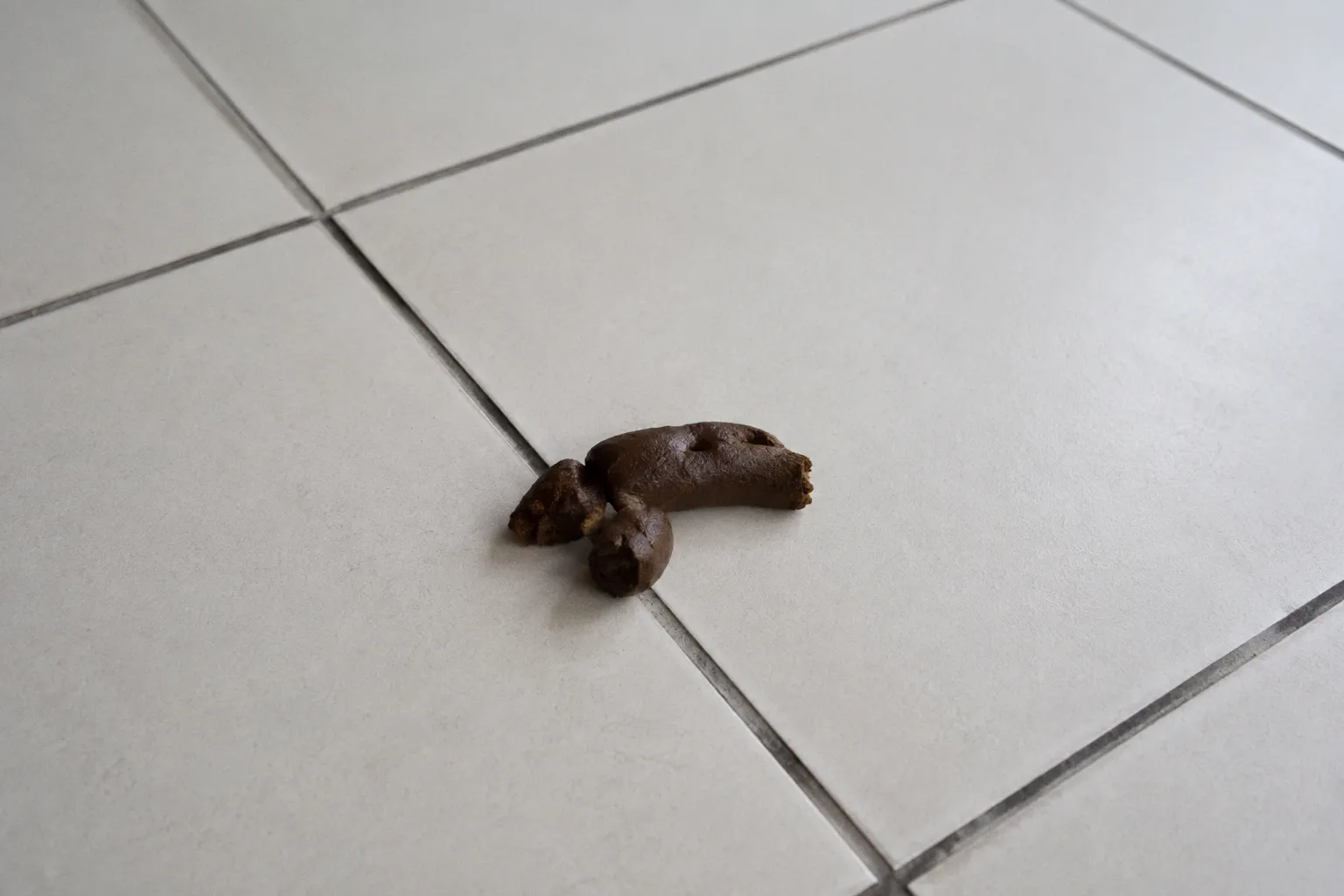 犬の下痢が続く時の判断基準｜便の状態と症状パターン別の対応策