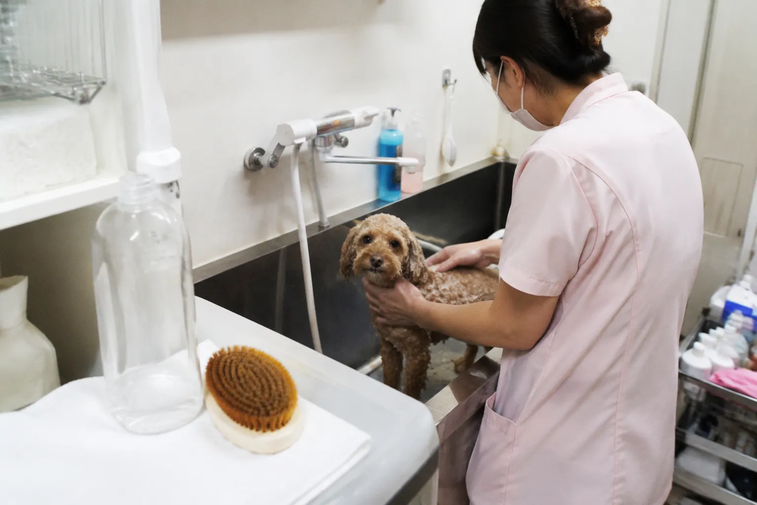 犬の薬用シャンプーはどう選ぶ？皮膚トラブルと症状別の使い分け基準