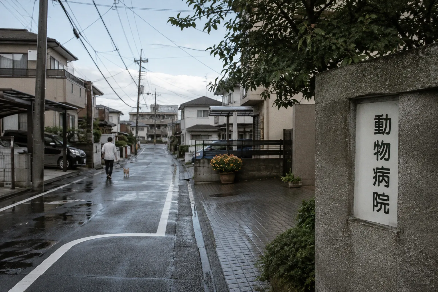 室内の犬・猫も危険！ペットの「熱中症対策」は…ウェットフード活用も（TOKYO MX）