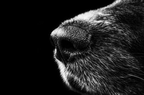 犬の口臭の対策と原因 生臭いや魚臭いは治る 犬の病気対策マニュアル