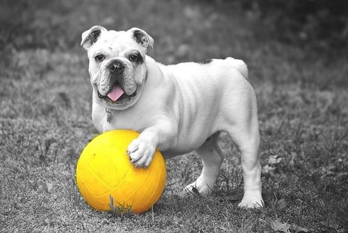 犬のおしっこ 尿 が黄色い 尿が濃い原因や病気を解説します 犬の病気対策マニュアル