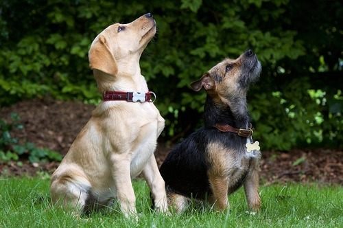 犬のお尻 肛門 が臭い 臭いの原因６つと対策について 犬の病気対策マニュアル