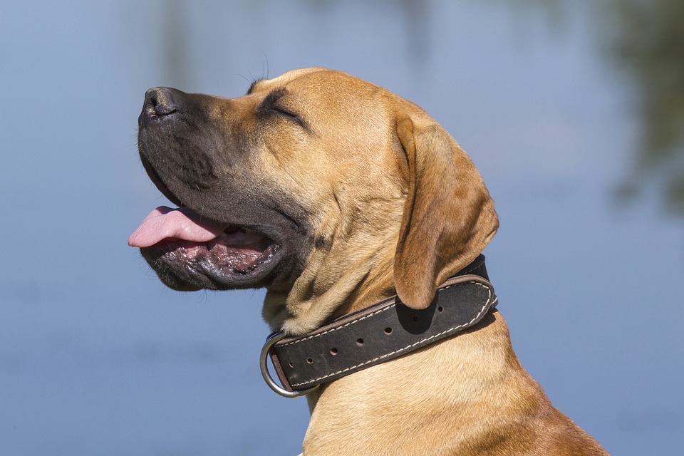 犬の耳が臭い 赤い 茶色の膿が出る 痒がる場合はマラセチアかもしれません 犬の病気対策マニュアル