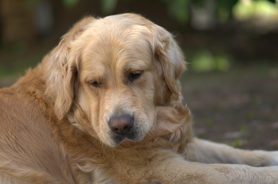 犬のフィラリア 初期症状から末期症状はどの様なの 犬の病気対策マニュアル