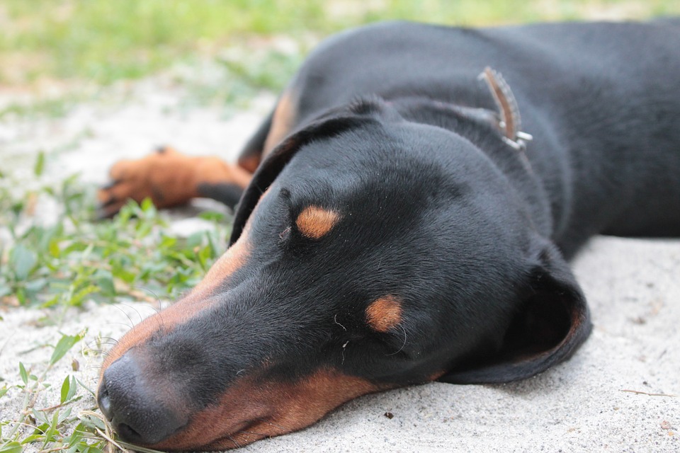 犬がゼリー状 粘液状の下痢をする原因と考えられる病気 犬の病気対策マニュアル